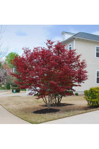 Висота клена Ред Емперор